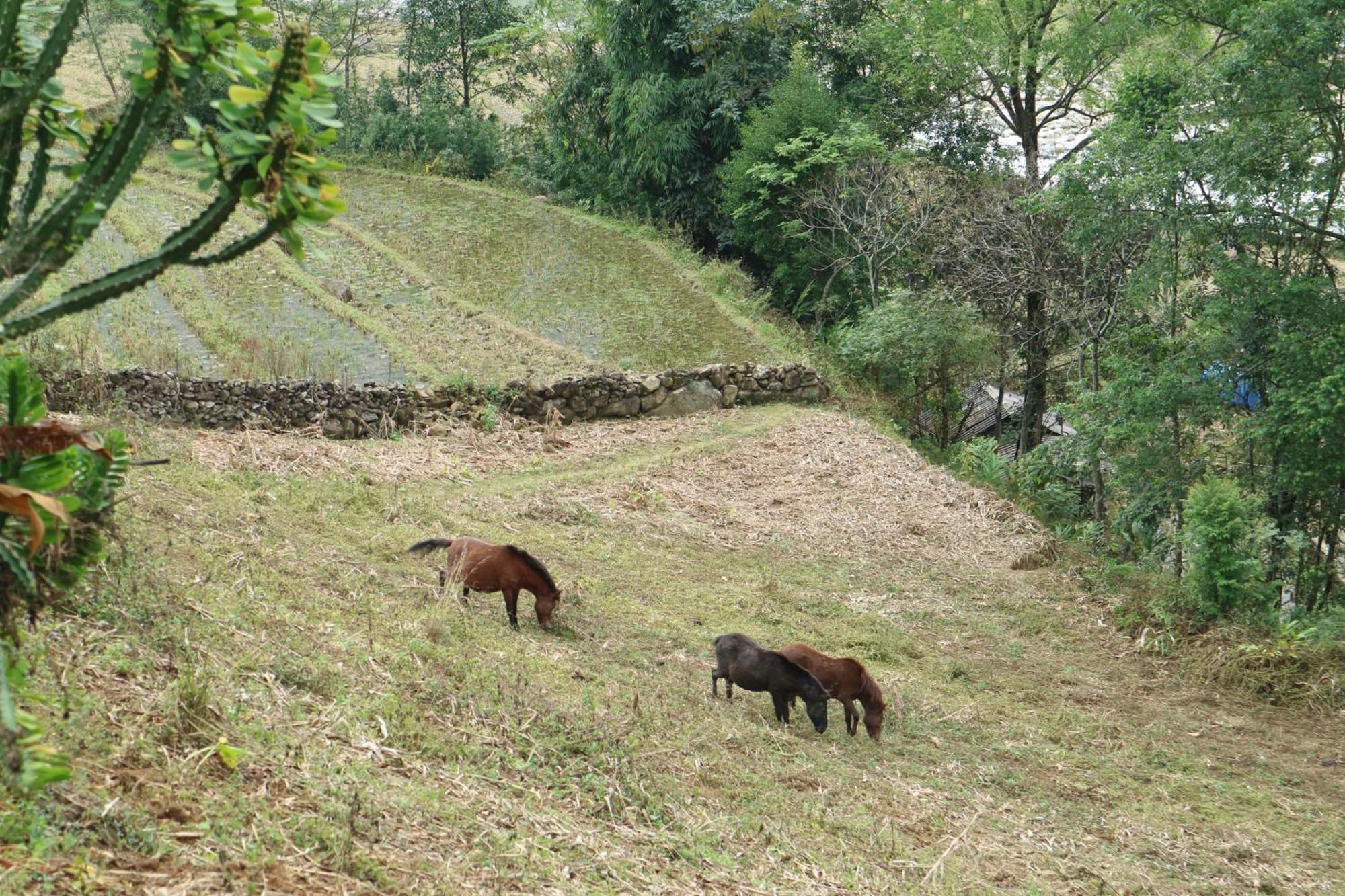 דירות The Zen House Sapa מראה חיצוני תמונה